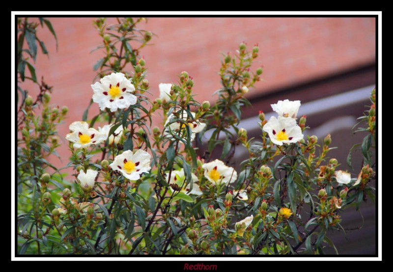 La Jara en flor