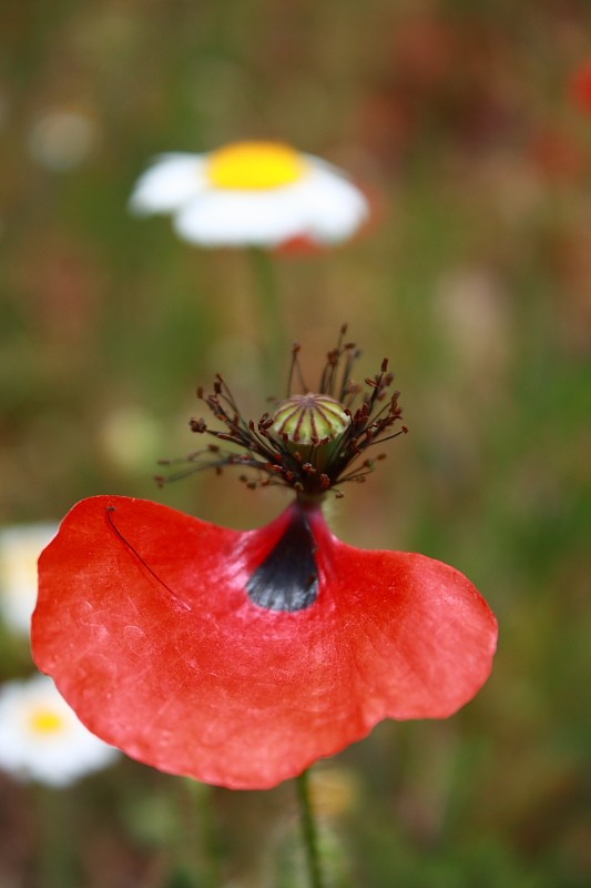 amapolas-1