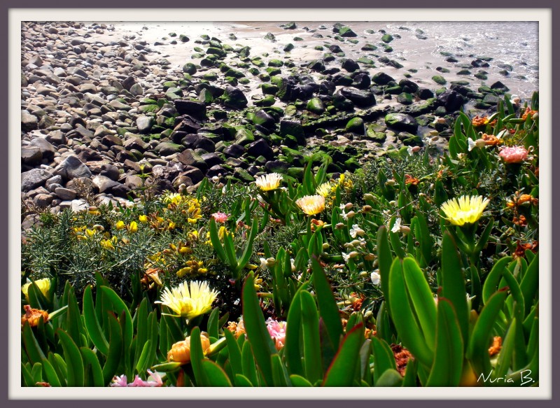 Flores hacia las rocas