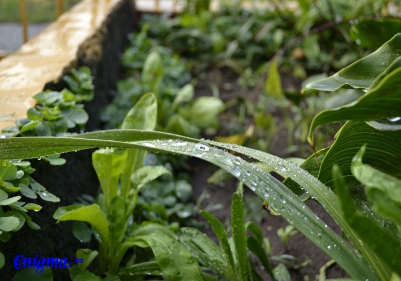 Gotas de lluvia