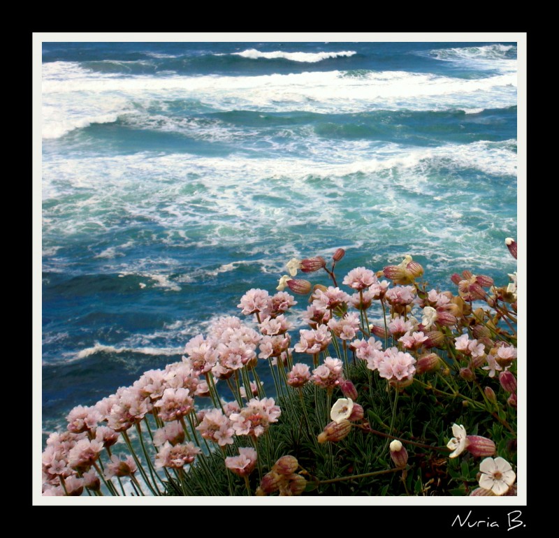 Flores de mar.