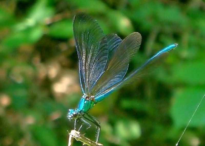 Liblula 4