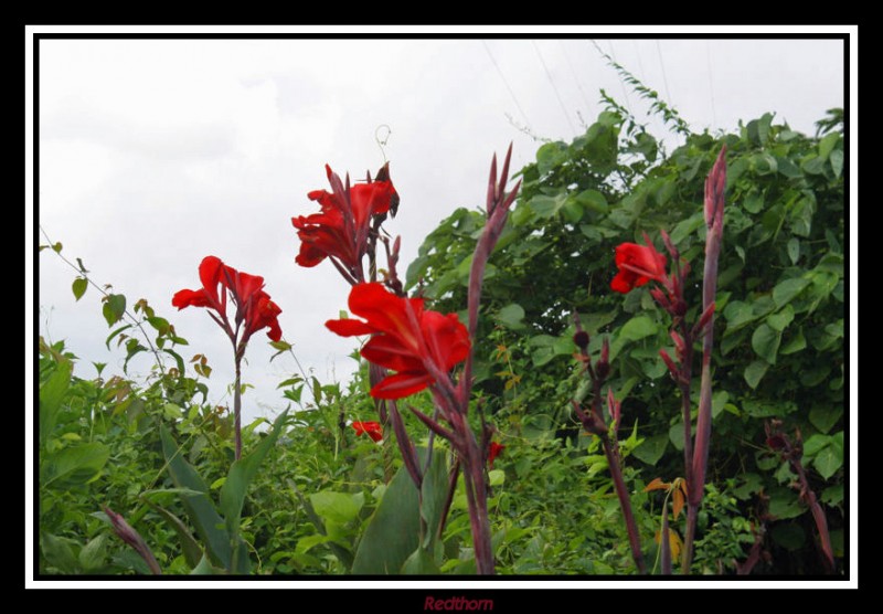 Flores en la selva hmeda australiana