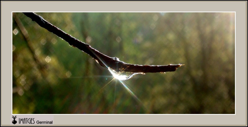 Gota