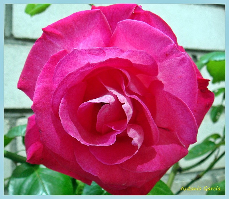 Una Rosa (dedicada a Nuria)