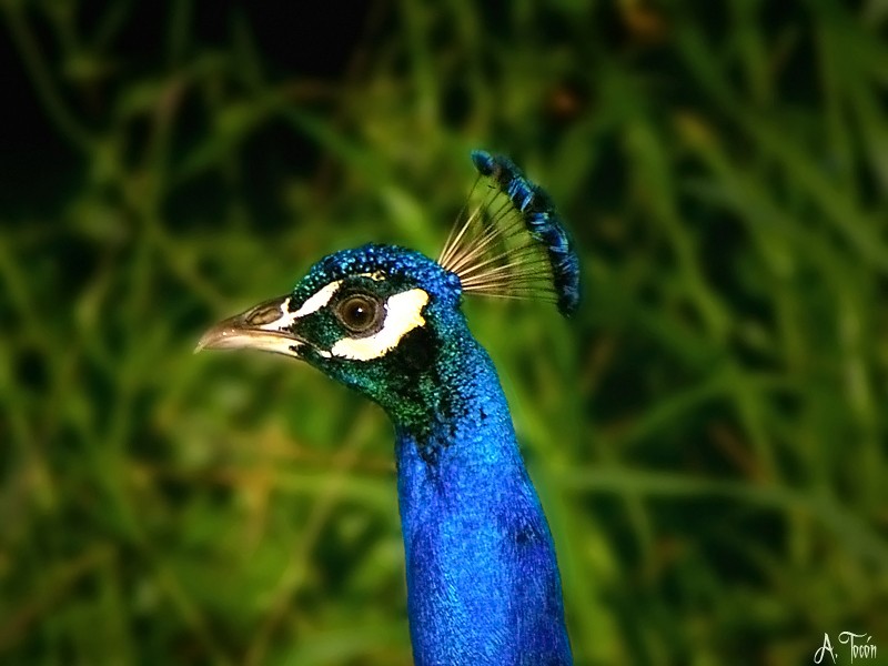 Pavo-real2