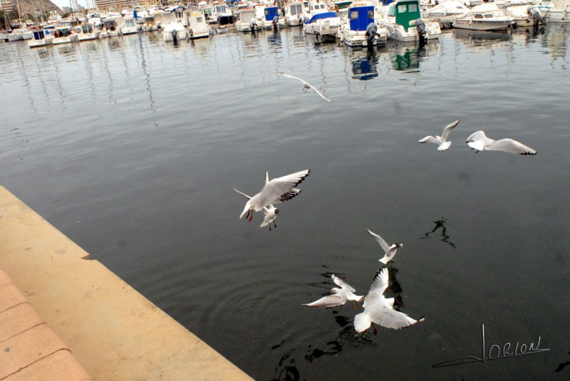 jaulia de aves