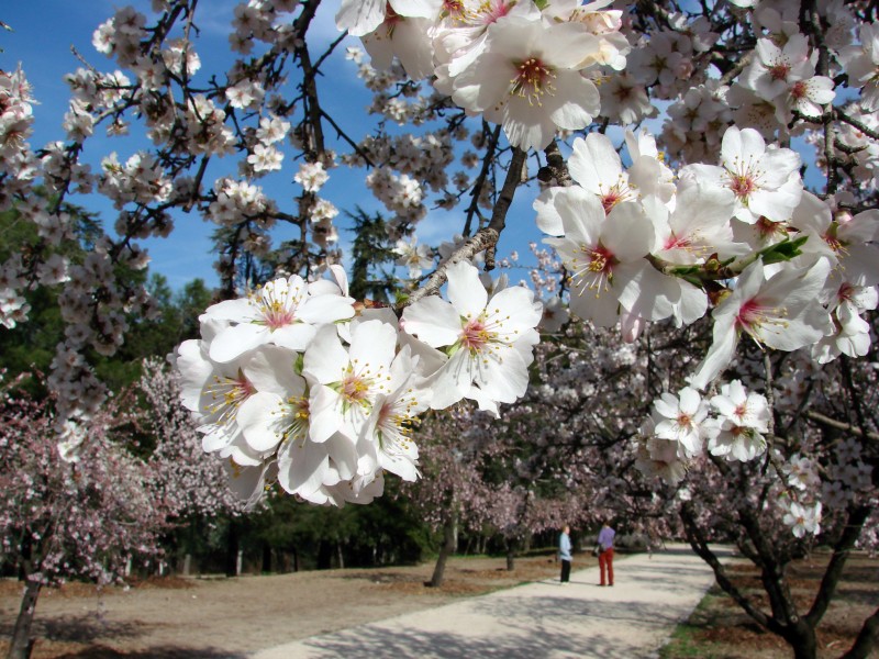 Almendros, en La Quinta de los Molinos