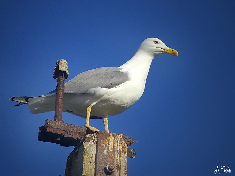 Gaviota240
