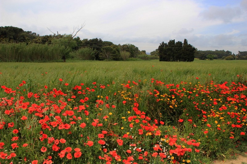 paisaje de primavera