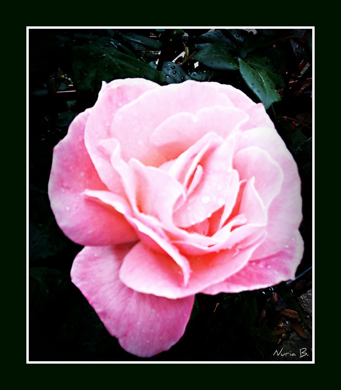 La fuerza de la rosa