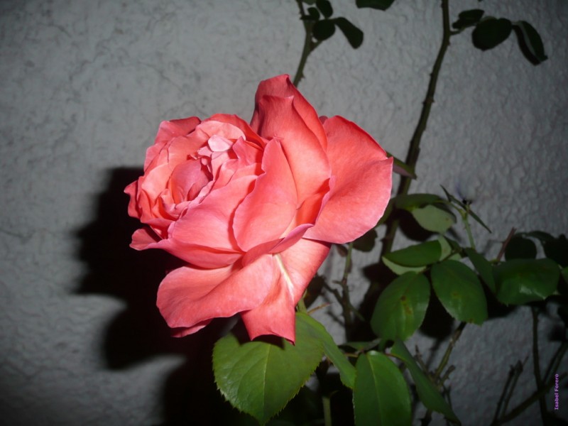 Rosa Madre