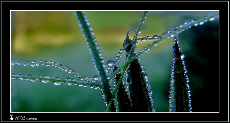 Gotas de rocio 4