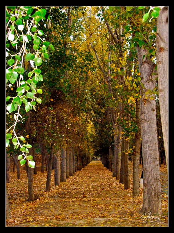 Camino Esperanza