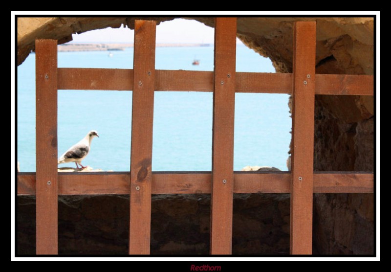 La gaviota se posa tranquila en la tronera de la fortaleza veneciana