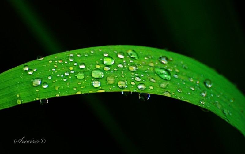 gotas de primavera