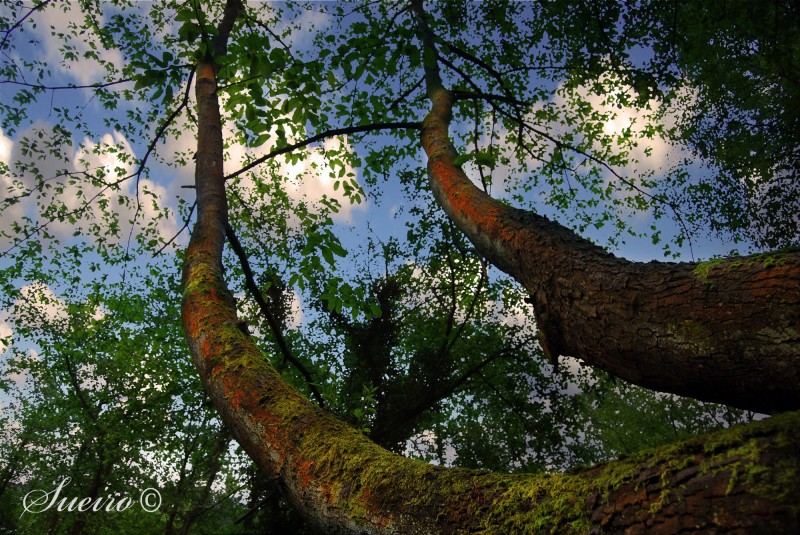 abrazar las nubes