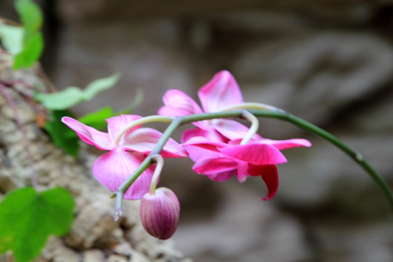 Temps de flors