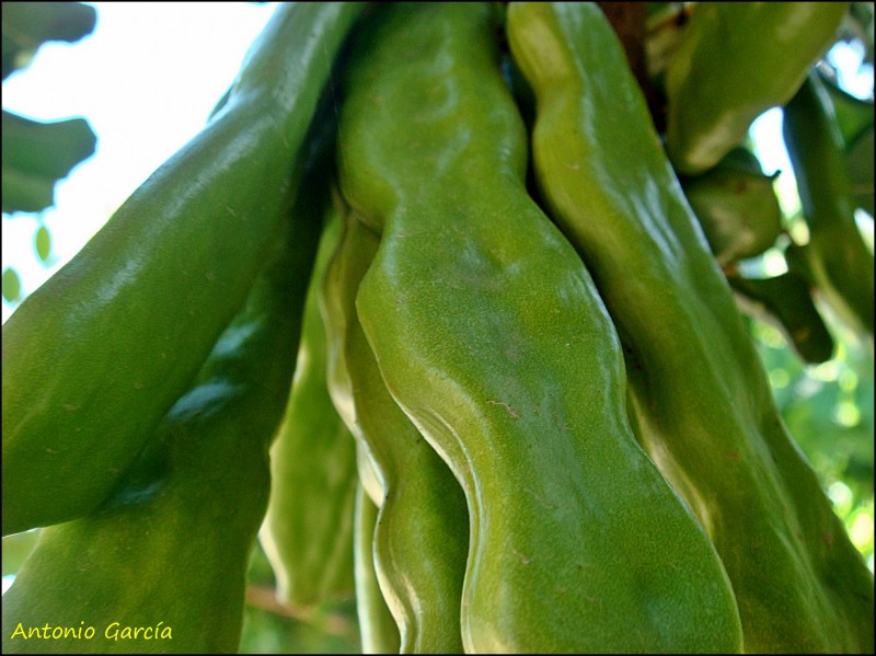 Buena cosecha de algarrobas