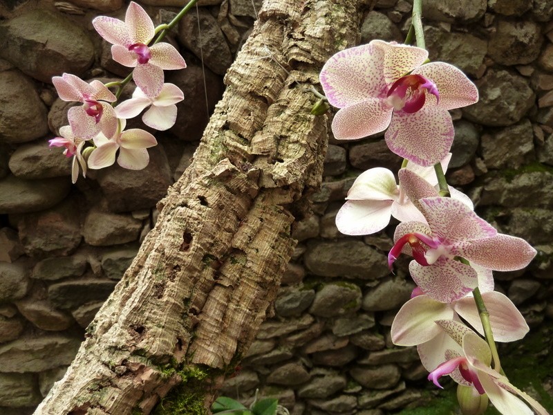 orqudeas