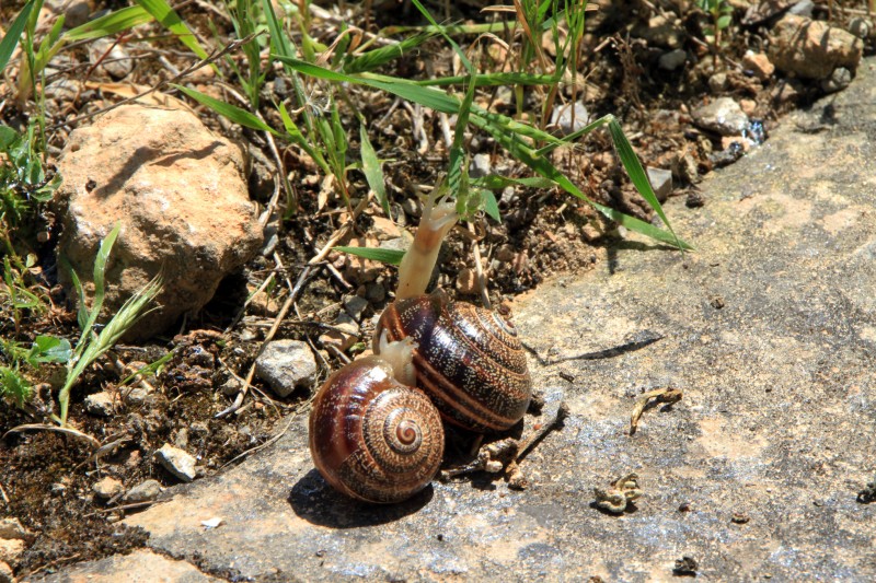 caracol1