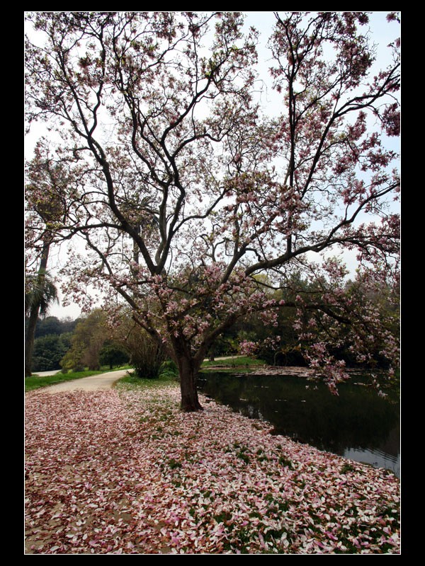 Jardines ingleses Caserta II