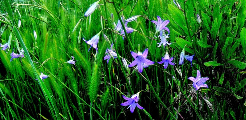 Campanillas