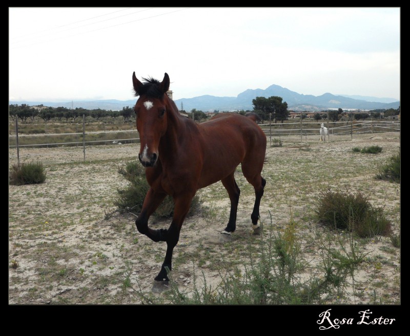 Caballo veloz