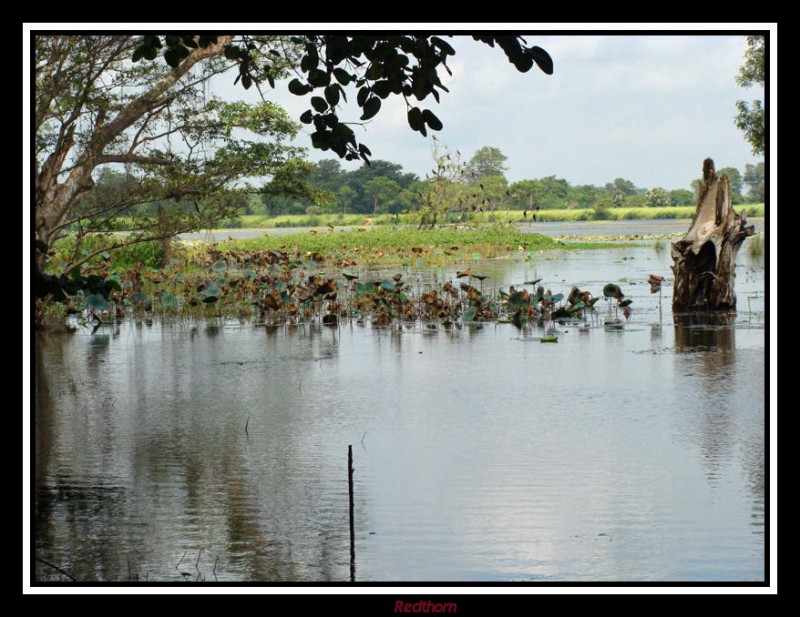 Laguna en Sri Lanka Central