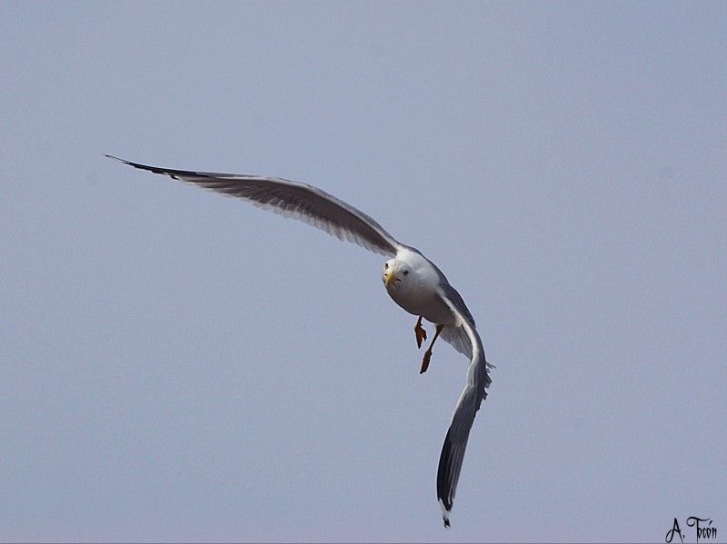 Gaviota245-(Para Anto_Castro)