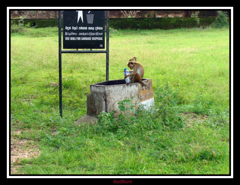 Mono muy ecolgico, depositando botella plstico en el contenedor