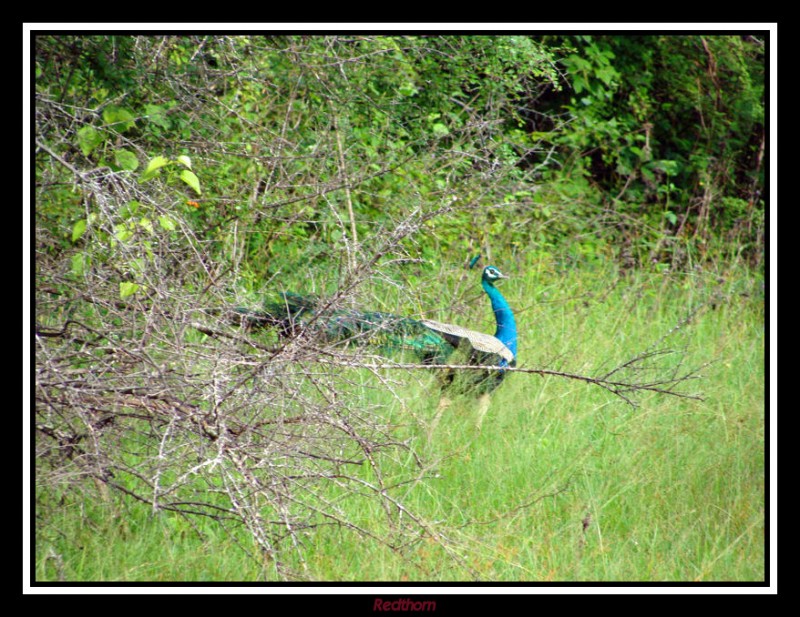 Pavo real paseando por la maleza