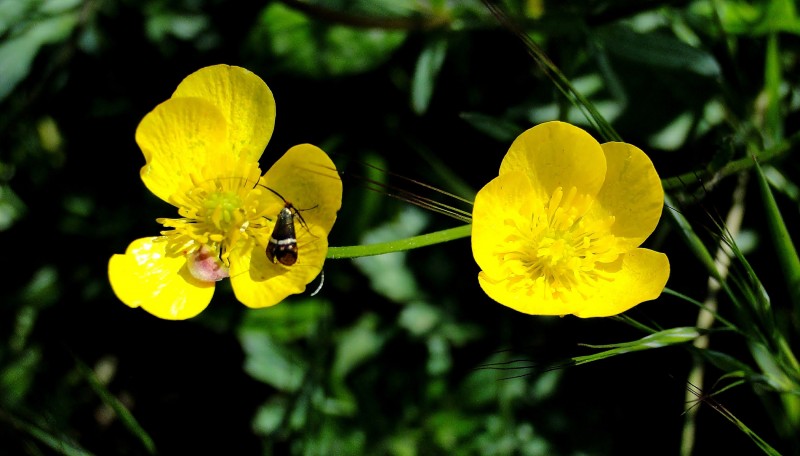 Flores  con insecto