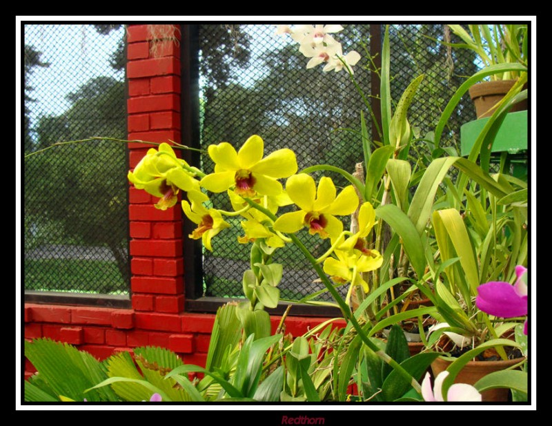 Orquideas amarillas