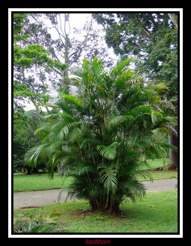 Jardn botnico de Kandy