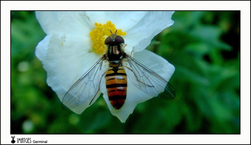 Eristalis tenax