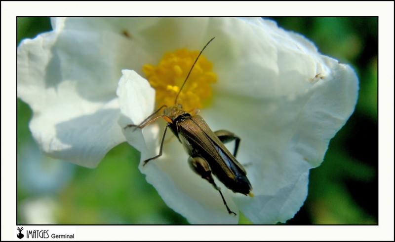 Oedemera