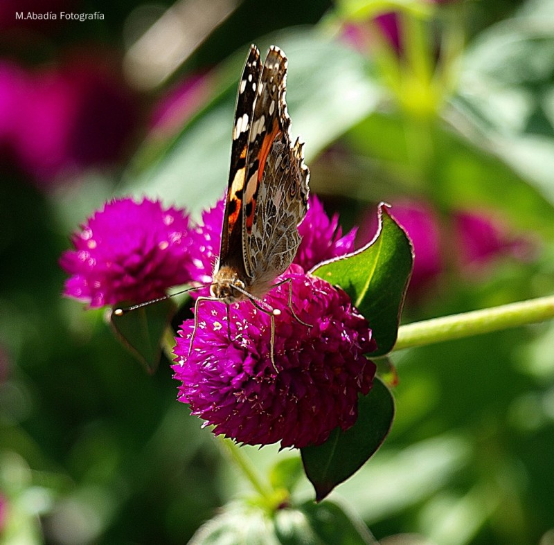 Mariposa traicionera