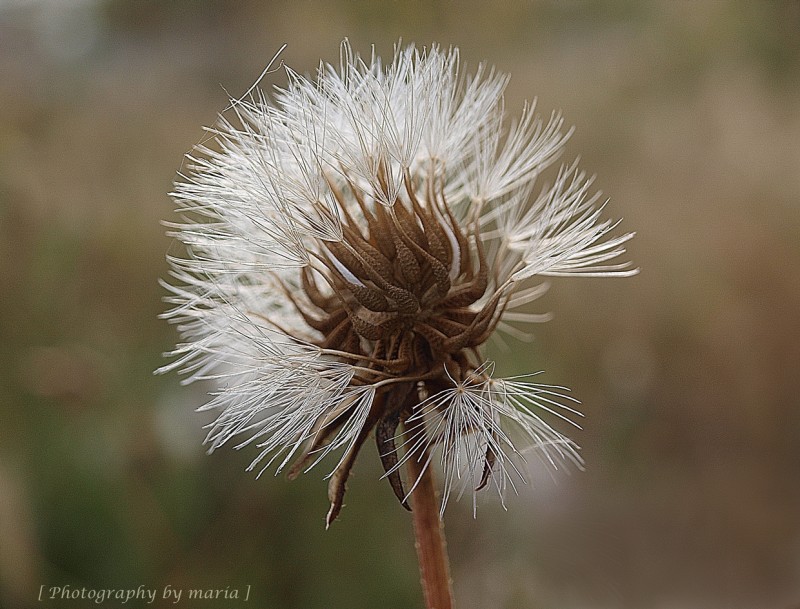 La Flor de mis Sentidos...