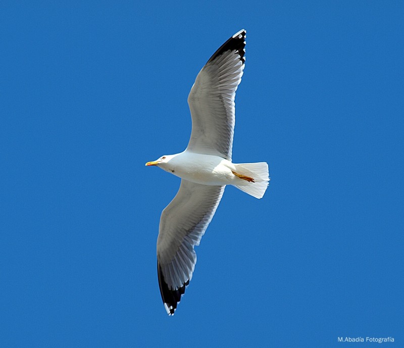 Por ti volar...