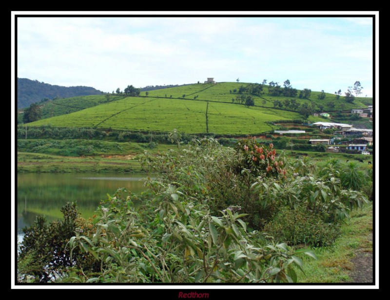 Las plantaciones de t llegan hasta el lago