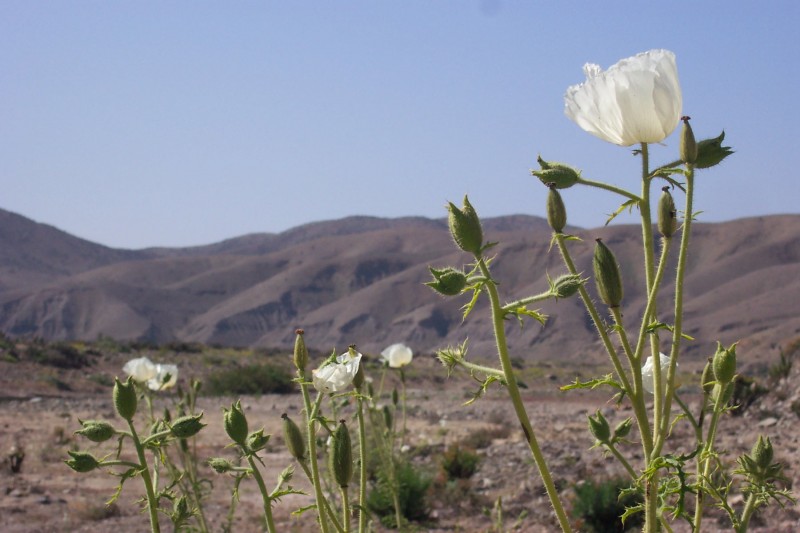 Desierto Florido