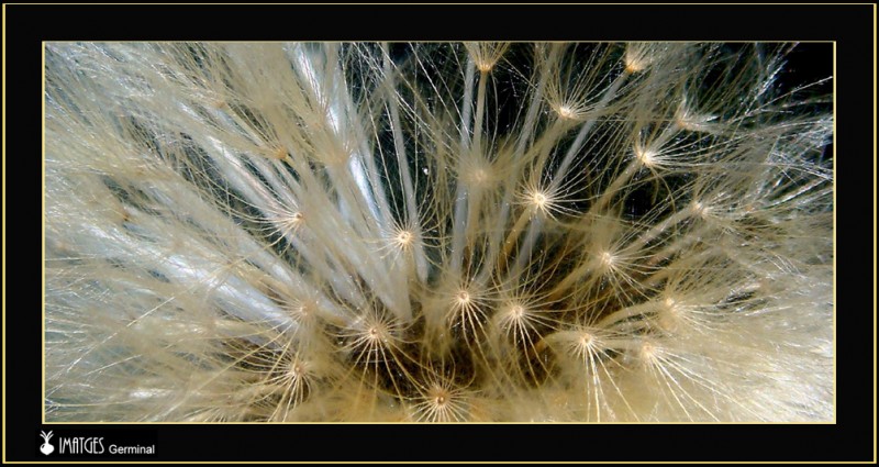 Semillas (1)