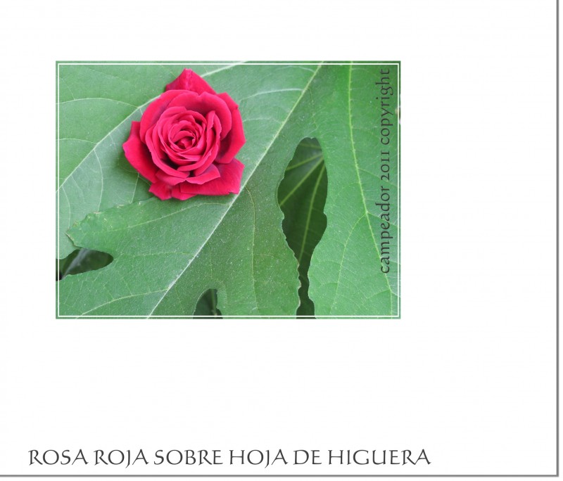 Rosa roja sobre hoja de higuera