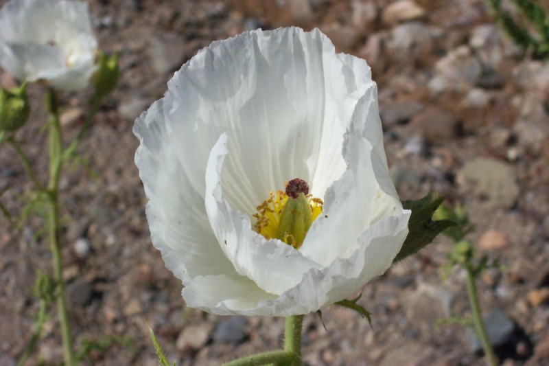 Desierto Florido 2