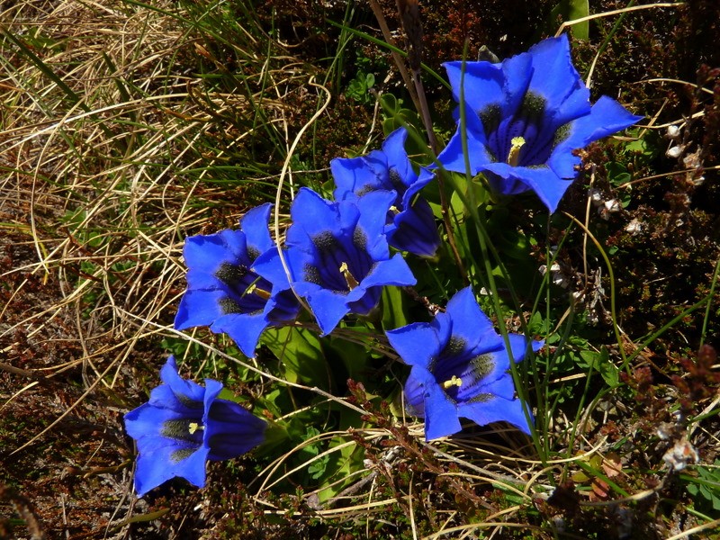 genciana alpina