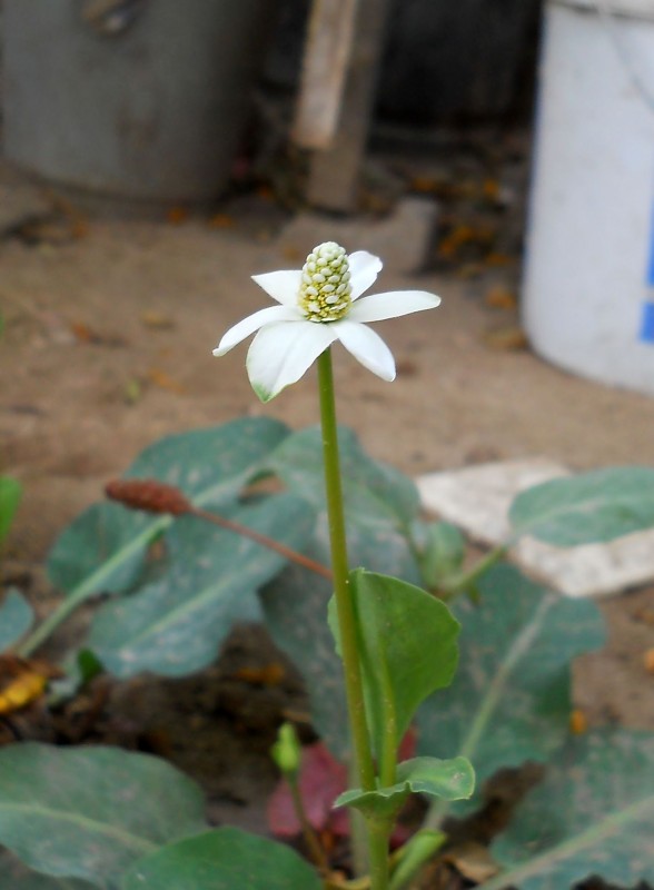 Una Flor