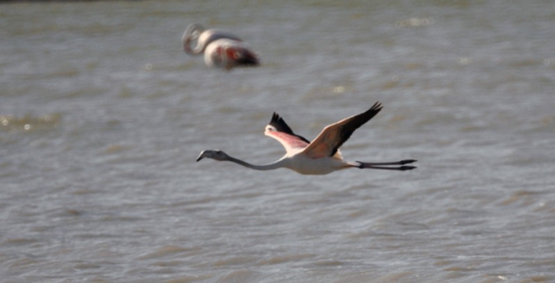 Vuelo bajo