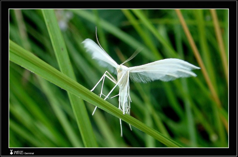 Polilla (1)