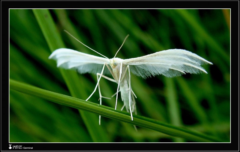 Polilla (3)